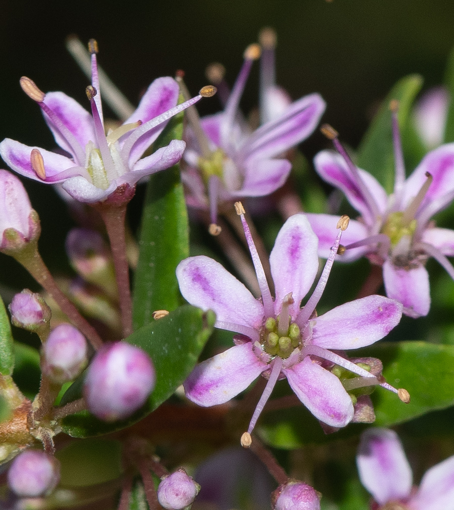 Image of Agathosma ovata specimen.