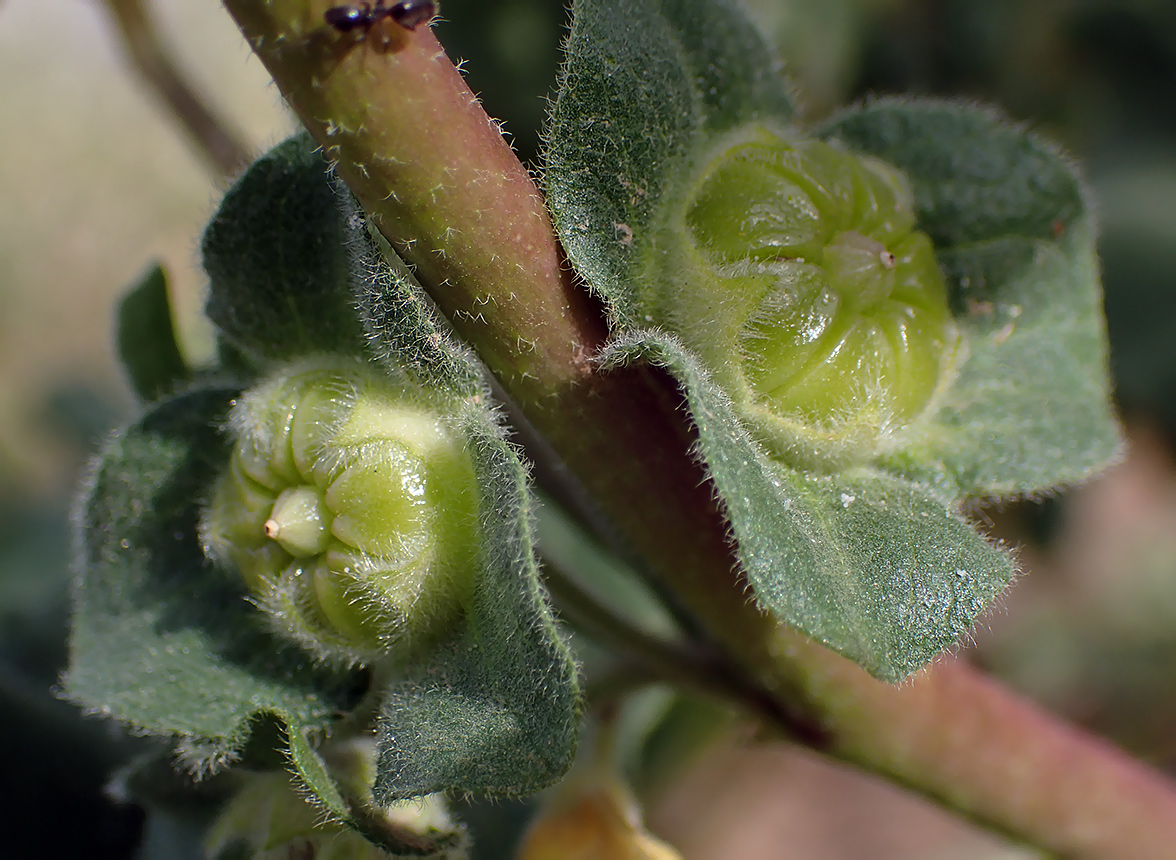 Изображение особи Malva arborea.