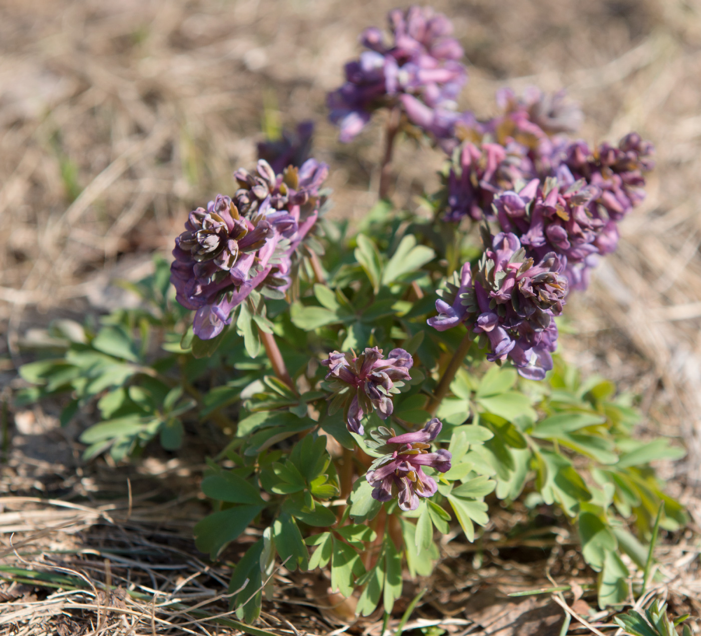 Image of Corydalis solida specimen.