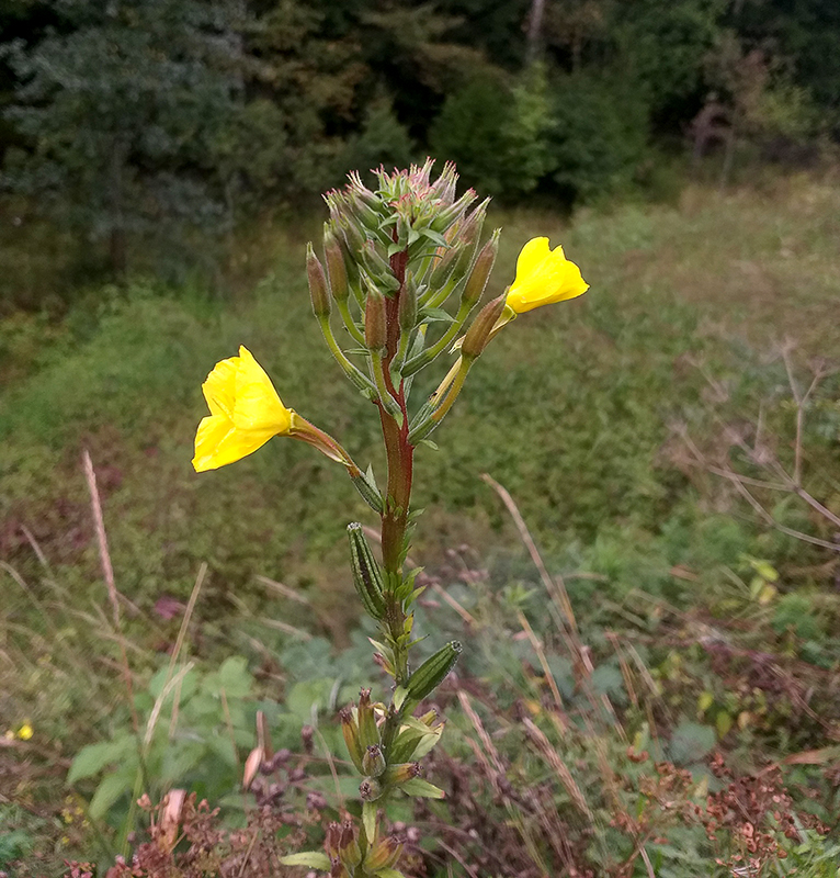 Изображение особи Oenothera fallax.