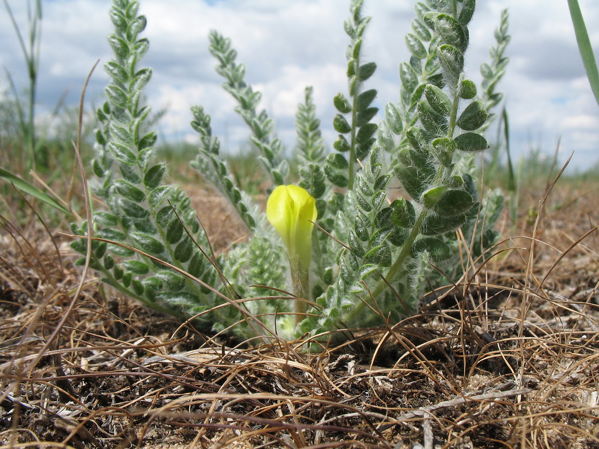 Image of Astragalus mucidus specimen.