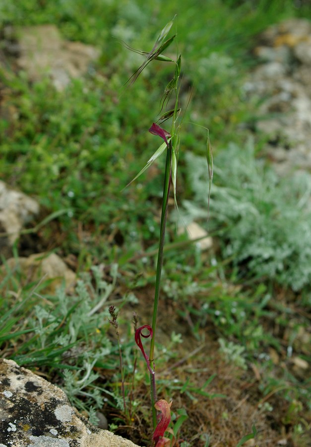 Изображение особи Anisantha tectorum.