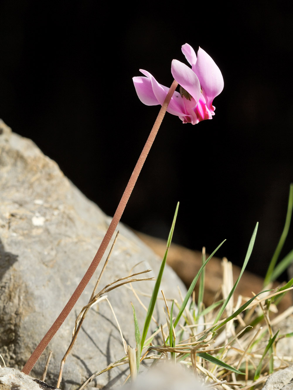 Image of Cyclamen hederifolium ssp. confusum specimen.