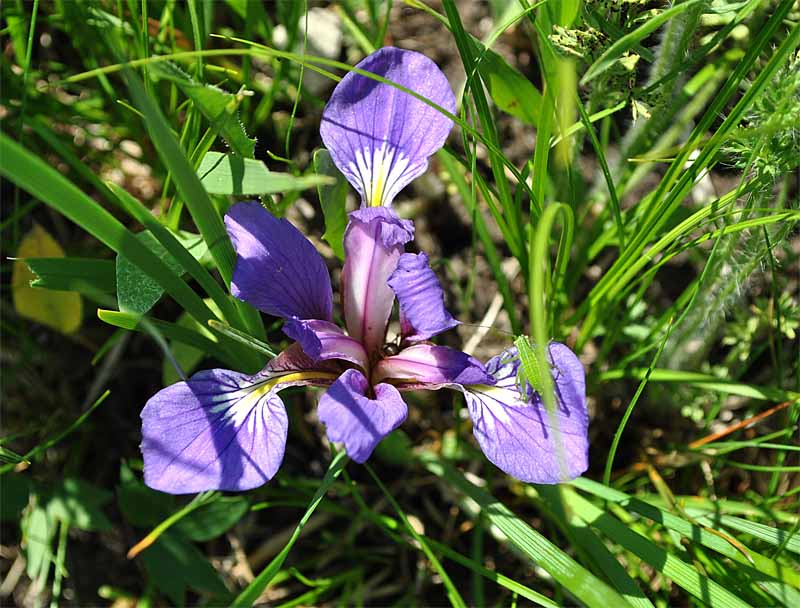 Image of Iris pontica specimen.