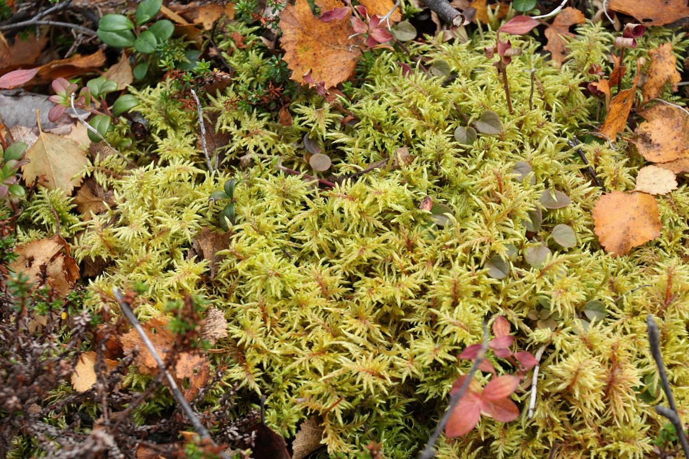 Изображение особи Hylocomium splendens.