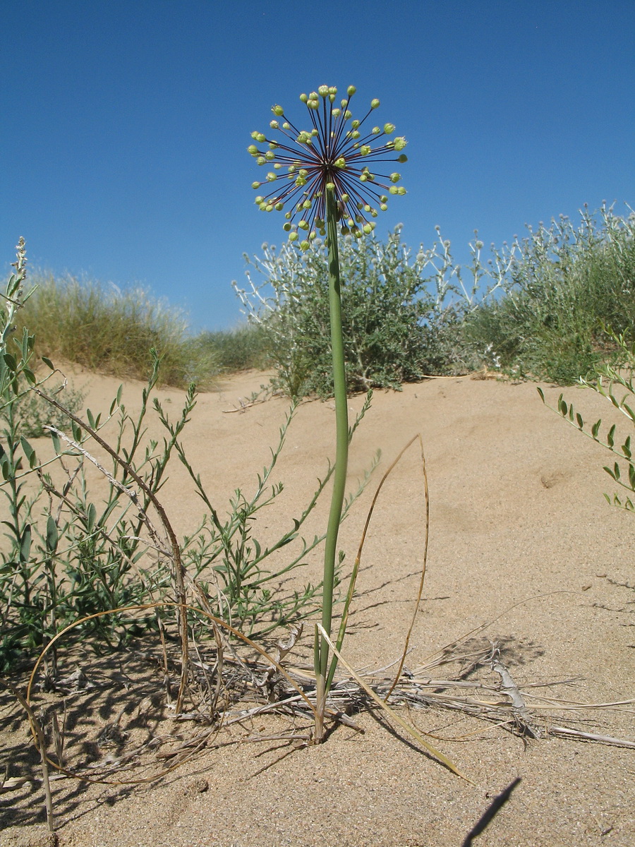 Изображение особи Allium sabulosum.