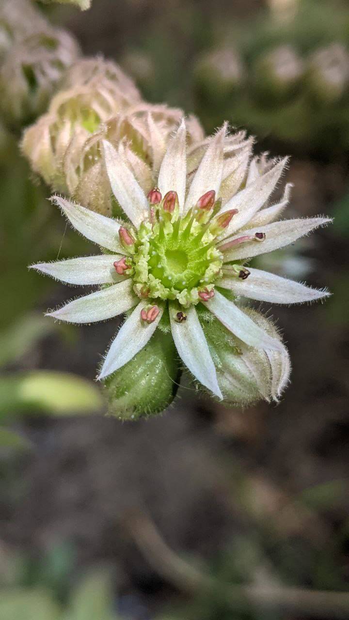 Image of Sempervivum tectorum specimen.