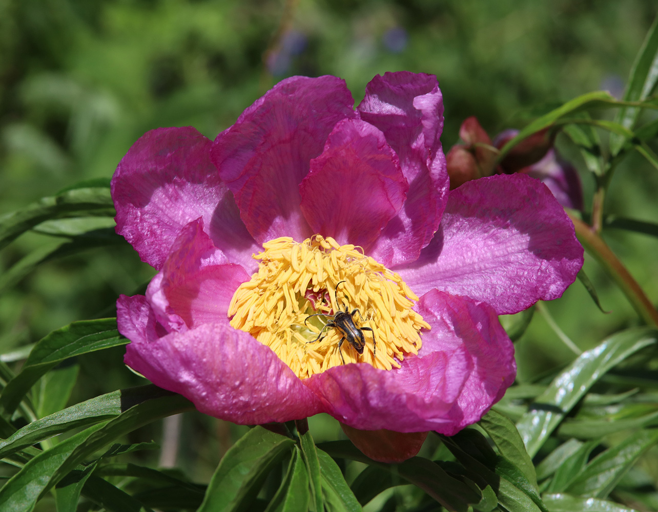 Изображение особи Paeonia anomala.