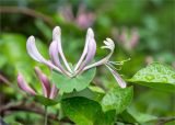 Lonicera caprifolium