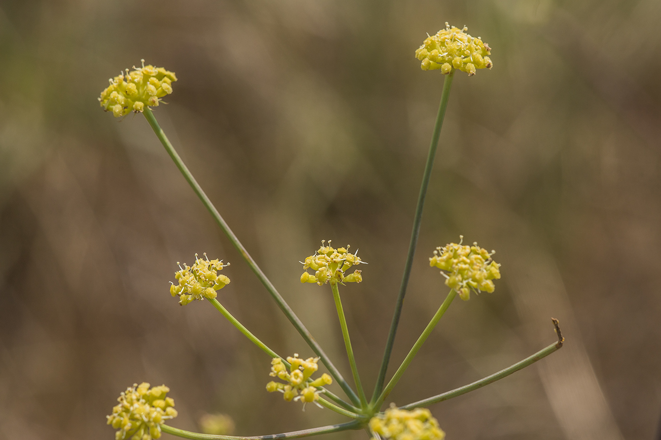 Image of Taeniopetalum arenarium specimen.