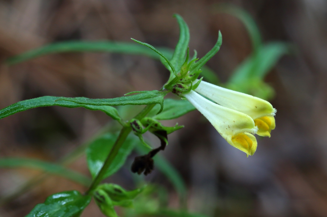 Изображение особи Melampyrum pratense.