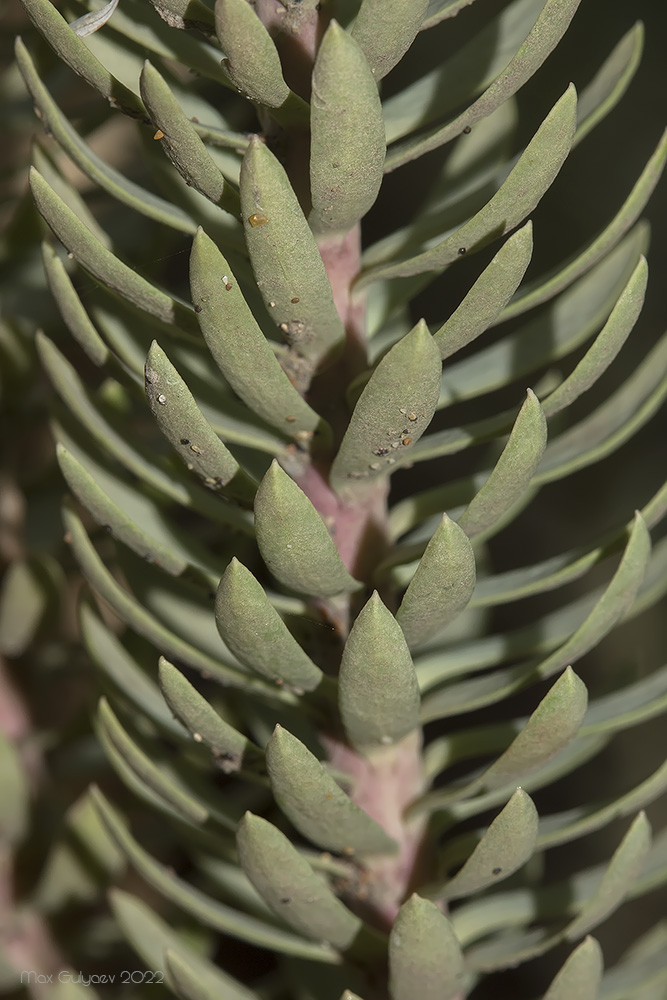 Изображение особи Euphorbia paralias.