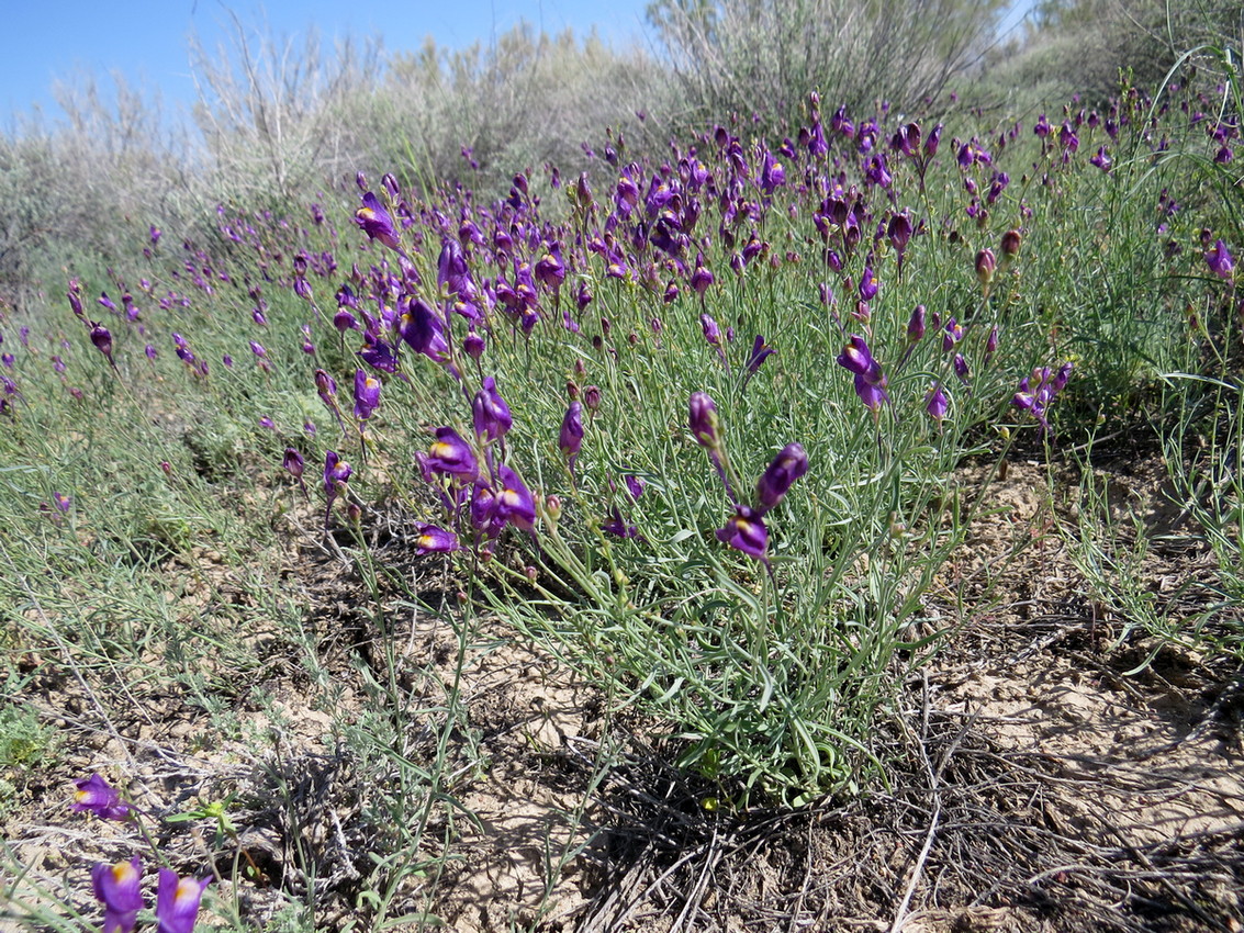 Изображение особи Linaria transiliensis.