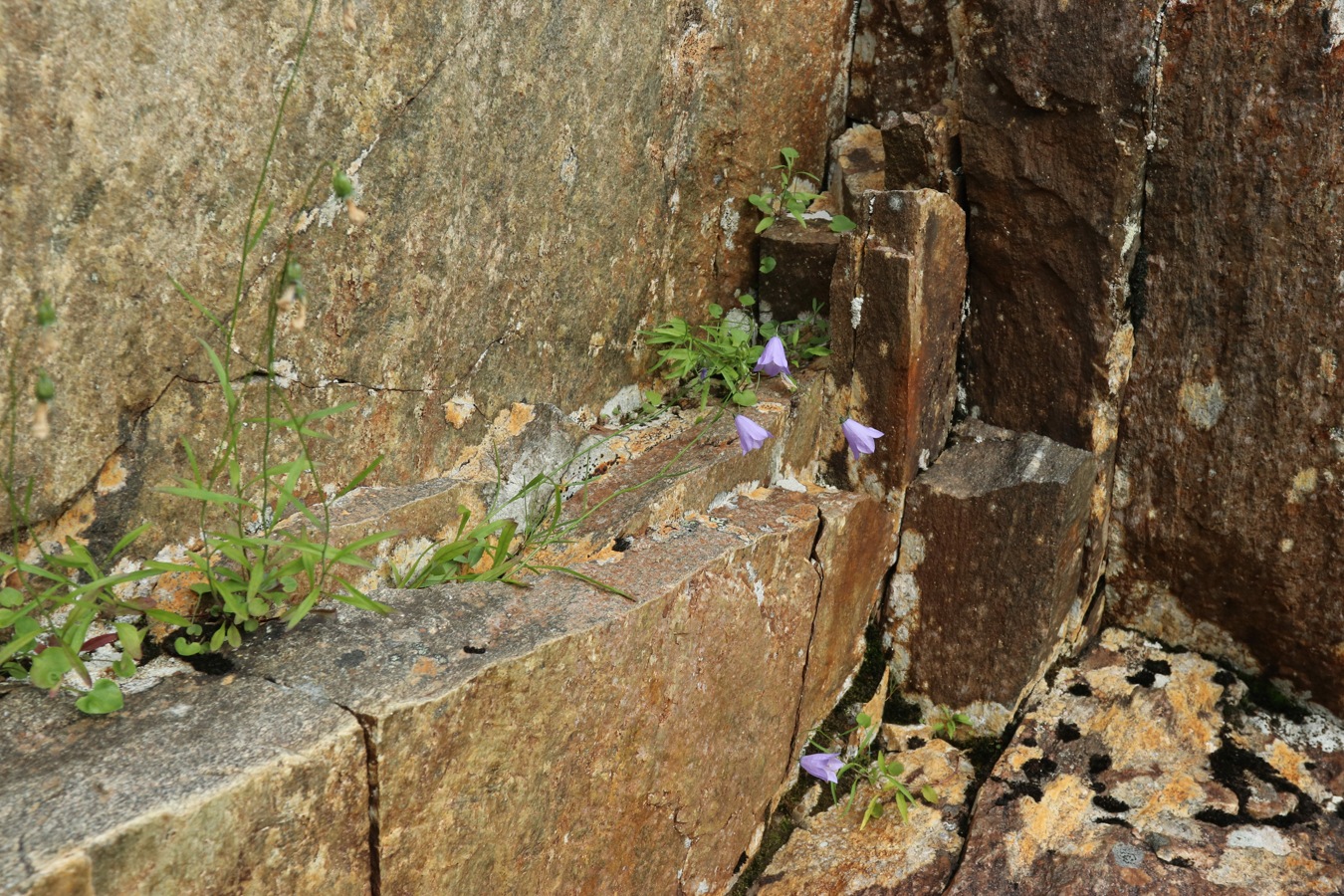 Image of Campanula rotundifolia specimen.