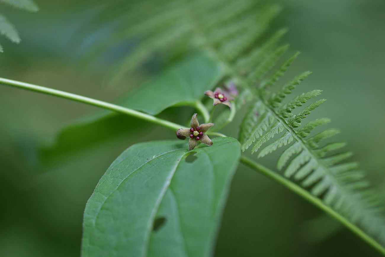 Image of Vincetoxicum scandens specimen.