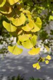 Ginkgo biloba. Верхушка ветви с листьями в осенней окраске. Израиль, г. Иерусалим, ботанический сад университета. 30.11.2022.
