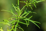 Aconitum anthoroideum