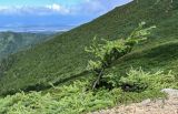 Larix kamtschatica