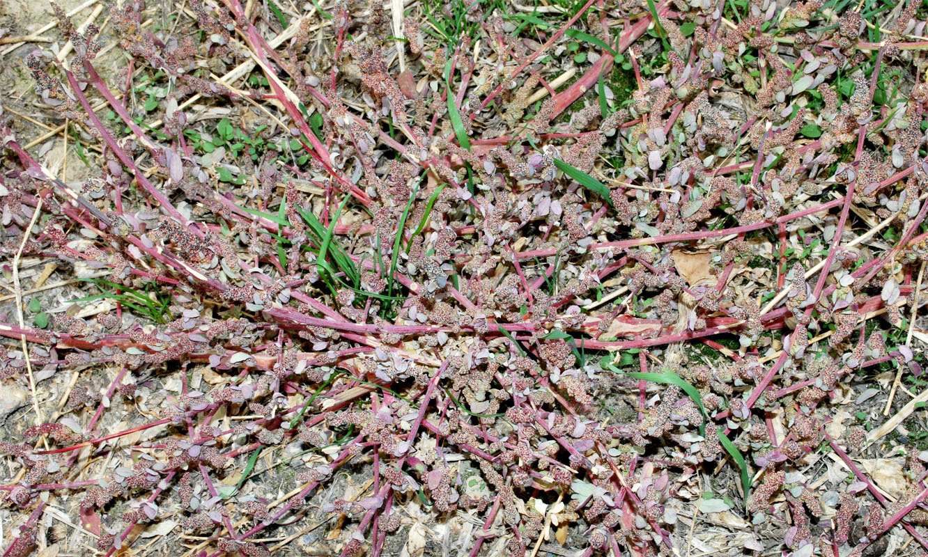 Изображение особи Chenopodium album.