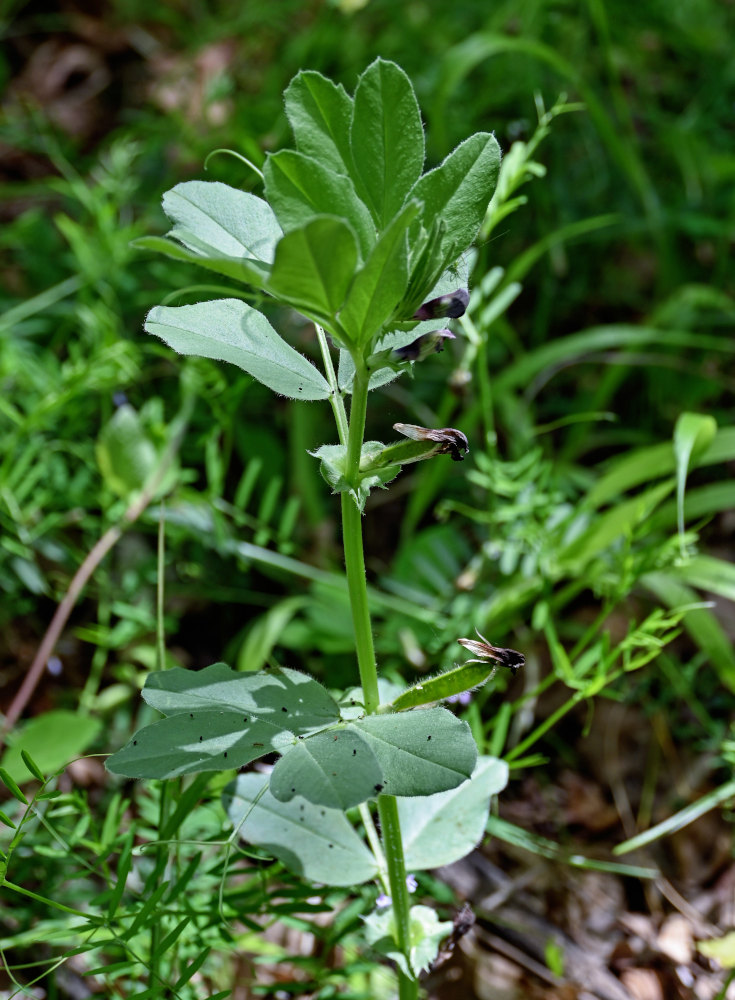 Image of Vicia narbonensis specimen.