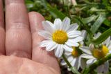 Anthemis palaestina. Соцветие. Израиль, г. Яффо, в культуре. 28.03.2023.