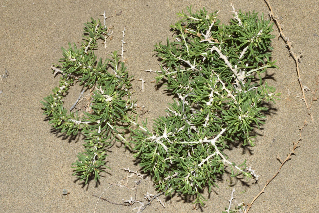 Image of Lycium ruthenicum specimen.