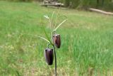 Смотреть изображение Fritillaria ruthenica