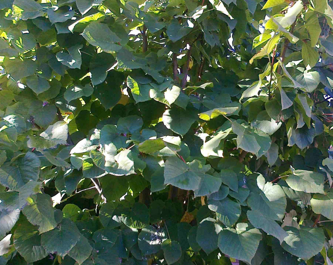 Image of Tilia platyphyllos specimen.