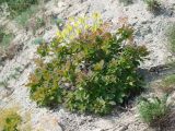 Cotinus coggygria