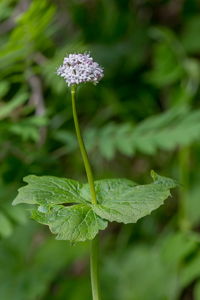 Изображение особи Valeriana alliariifolia.