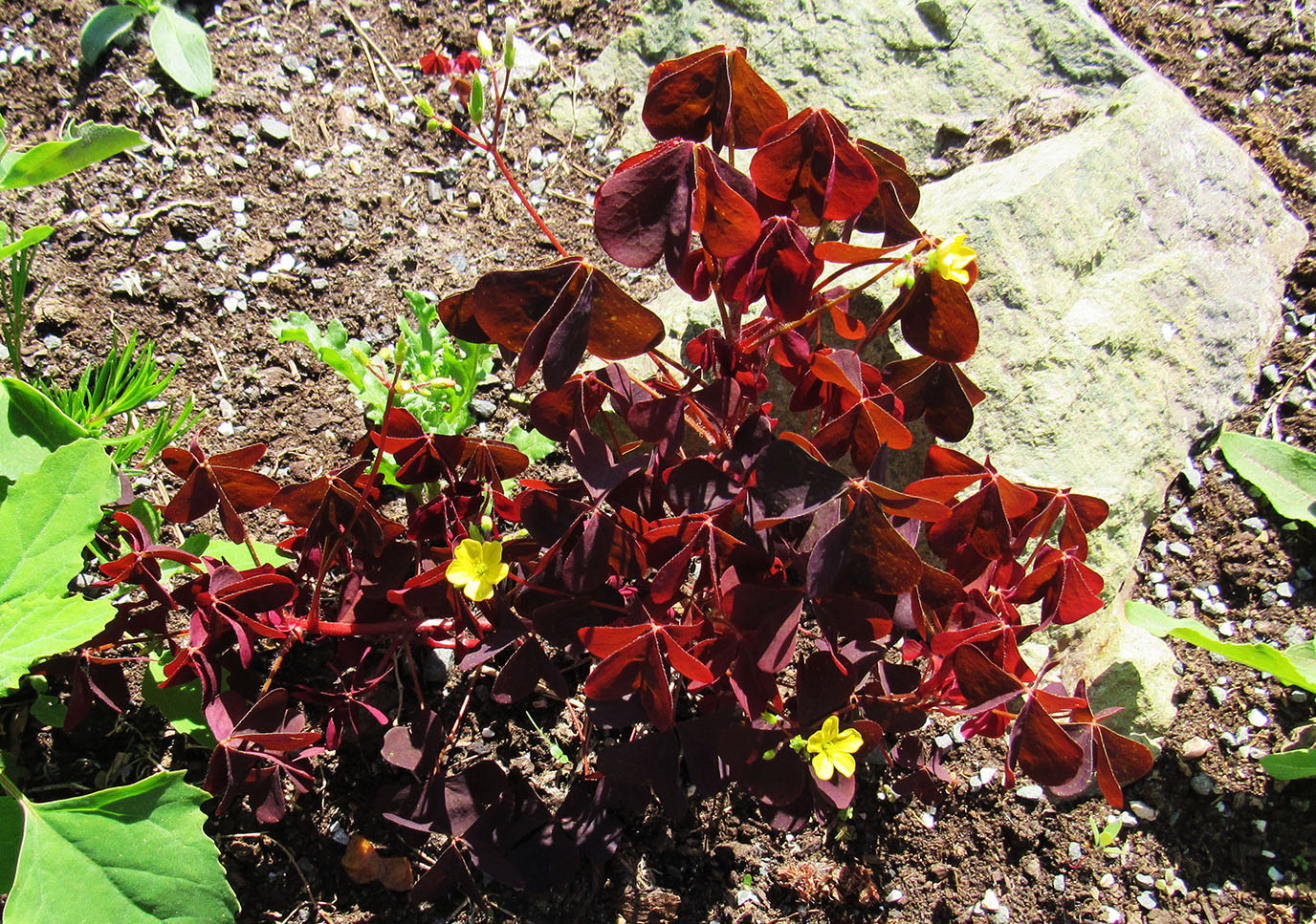 Image of Oxalis stricta specimen.