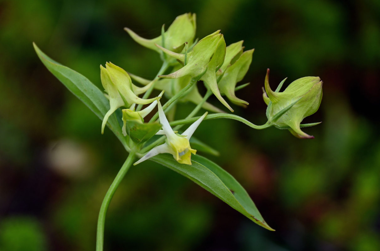 Image of Halenia corniculata specimen.