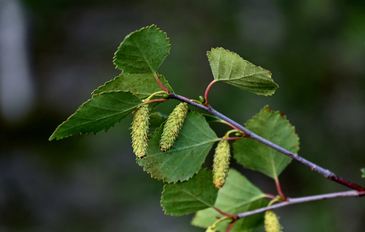 Image of Betula pubescens specimen.