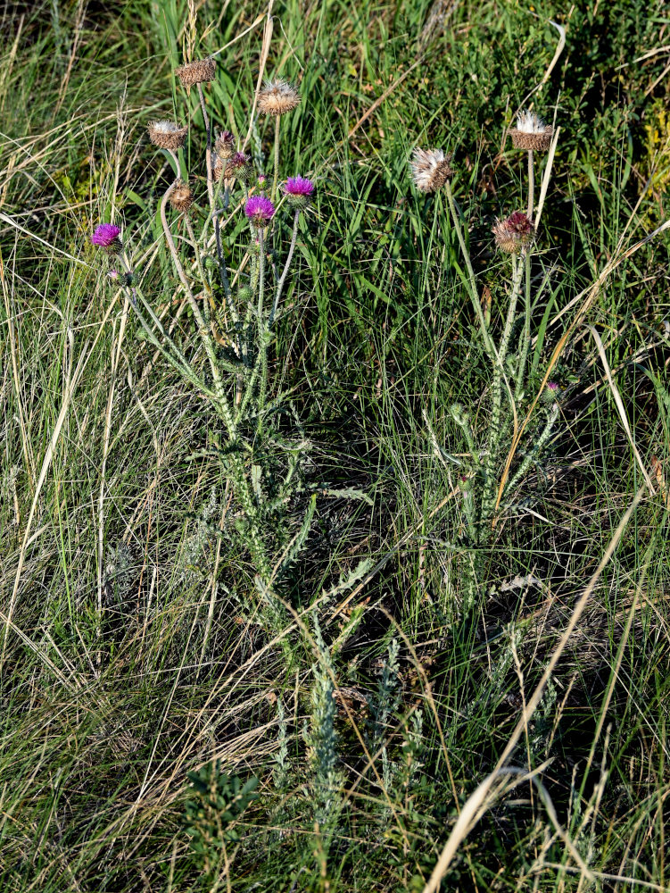 Image of Carduus uncinatus specimen.