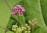 Boerhavia diffusa