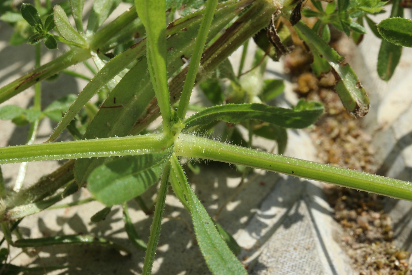 Изображение особи Galium aparine.