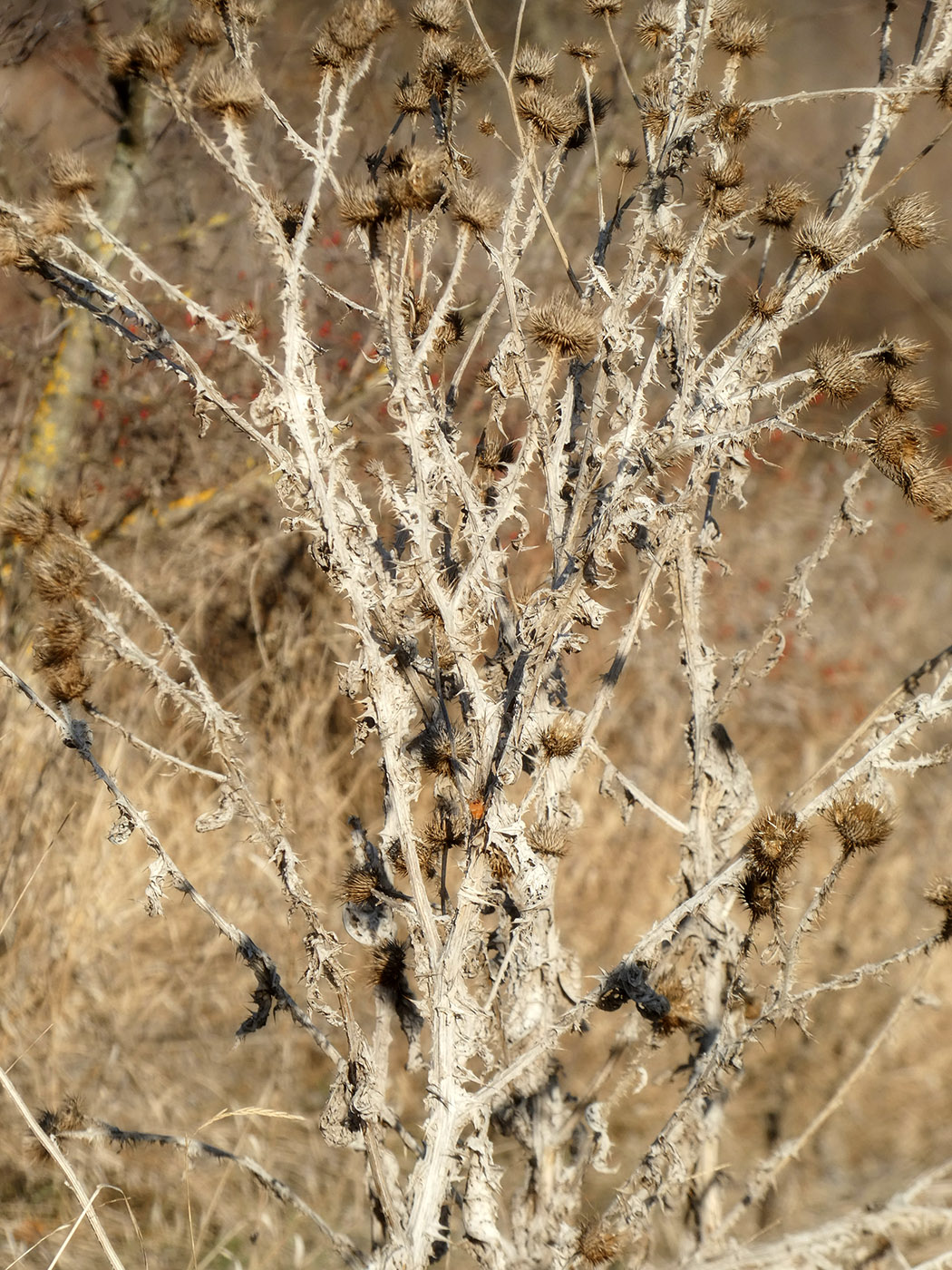 Image of Onopordum acanthium specimen.