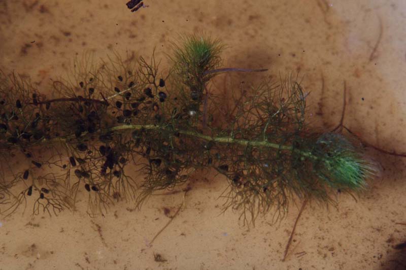 Image of Utricularia vulgaris specimen.