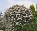 Viburnum tinus