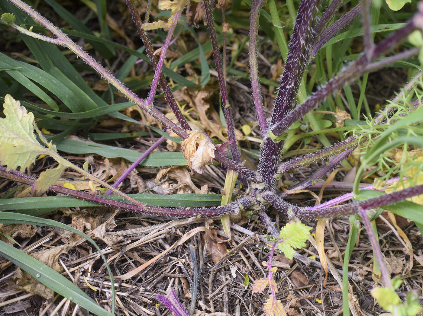 Image of Sinapis alba ssp. mairei specimen.