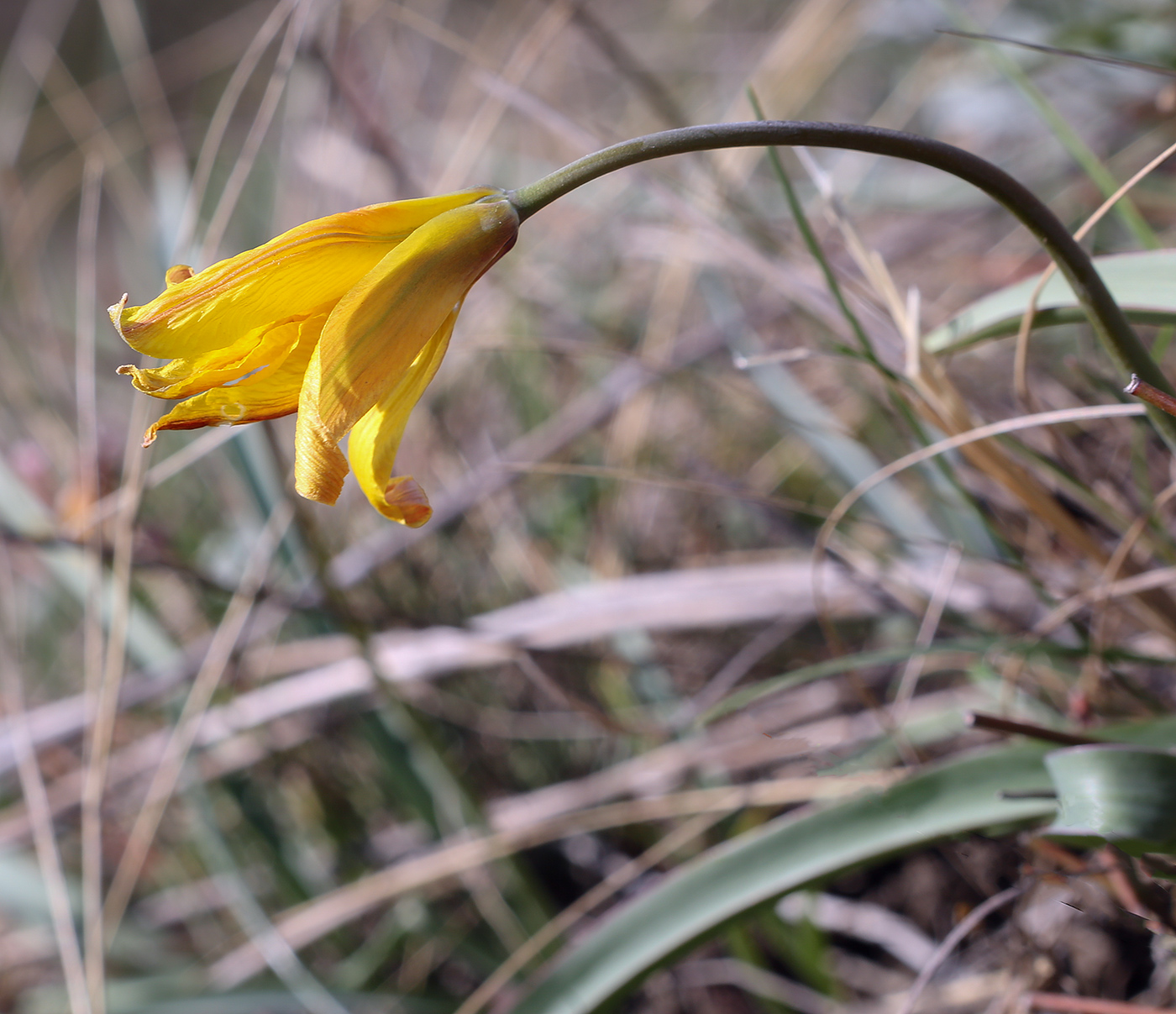 Изображение особи Tulipa sylvestris.