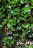 Hedera colchica