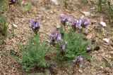 Astragalus masenderanus