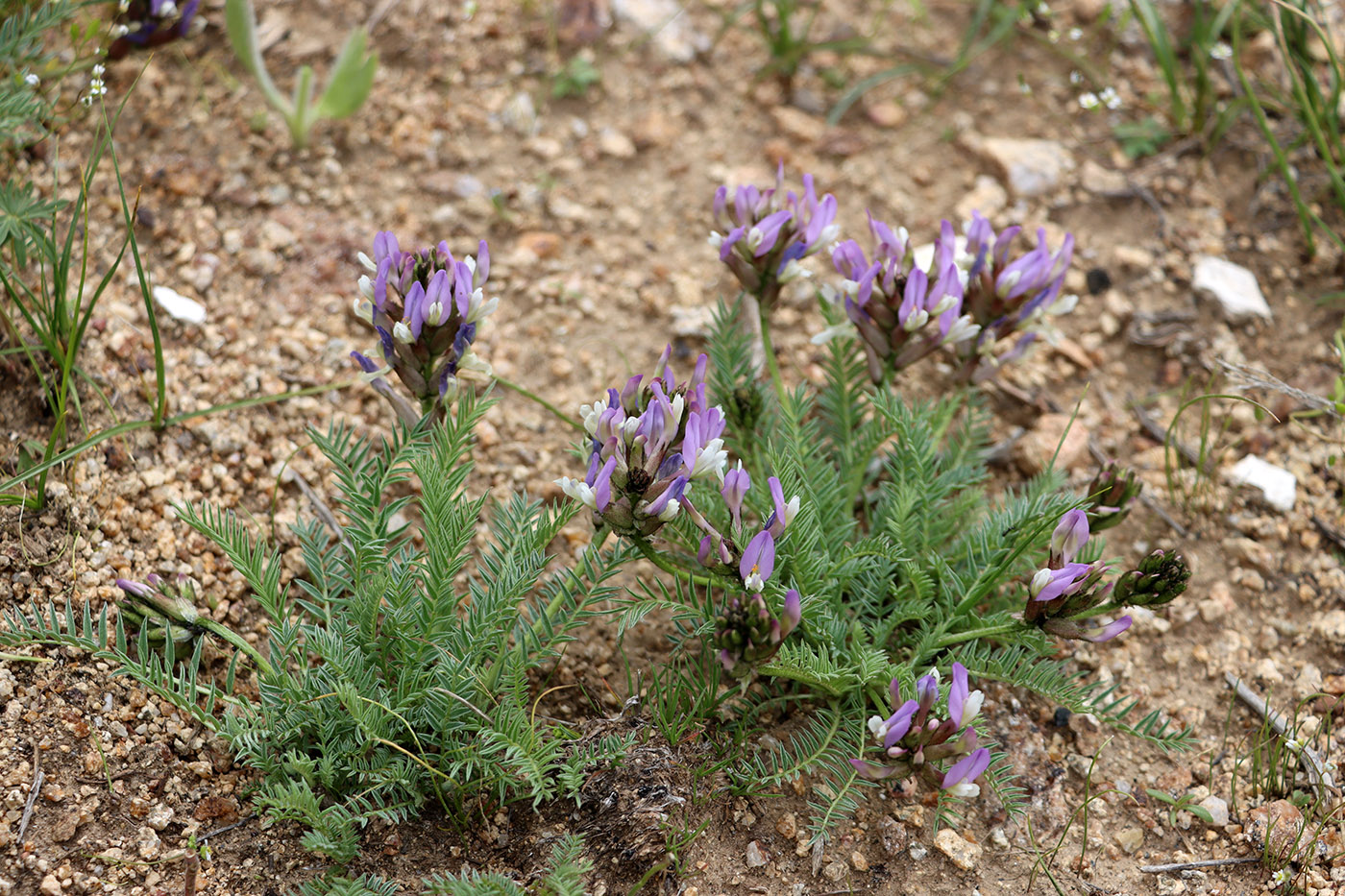 Изображение особи Astragalus kurdaicus.