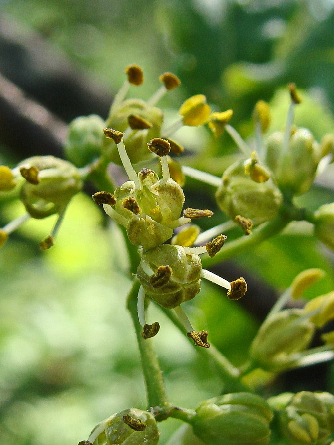 Image of Phellodendron amurense specimen.