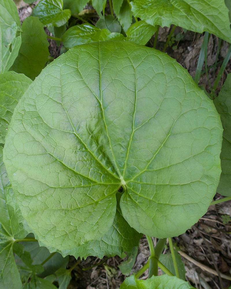 Изображение особи Valeriana alliariifolia.