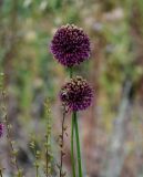 Allium atroviolaceum. Верхушки побегов с соцветиями. Грузия, г. Тбилиси, каменистый склон. 10.06.2023.