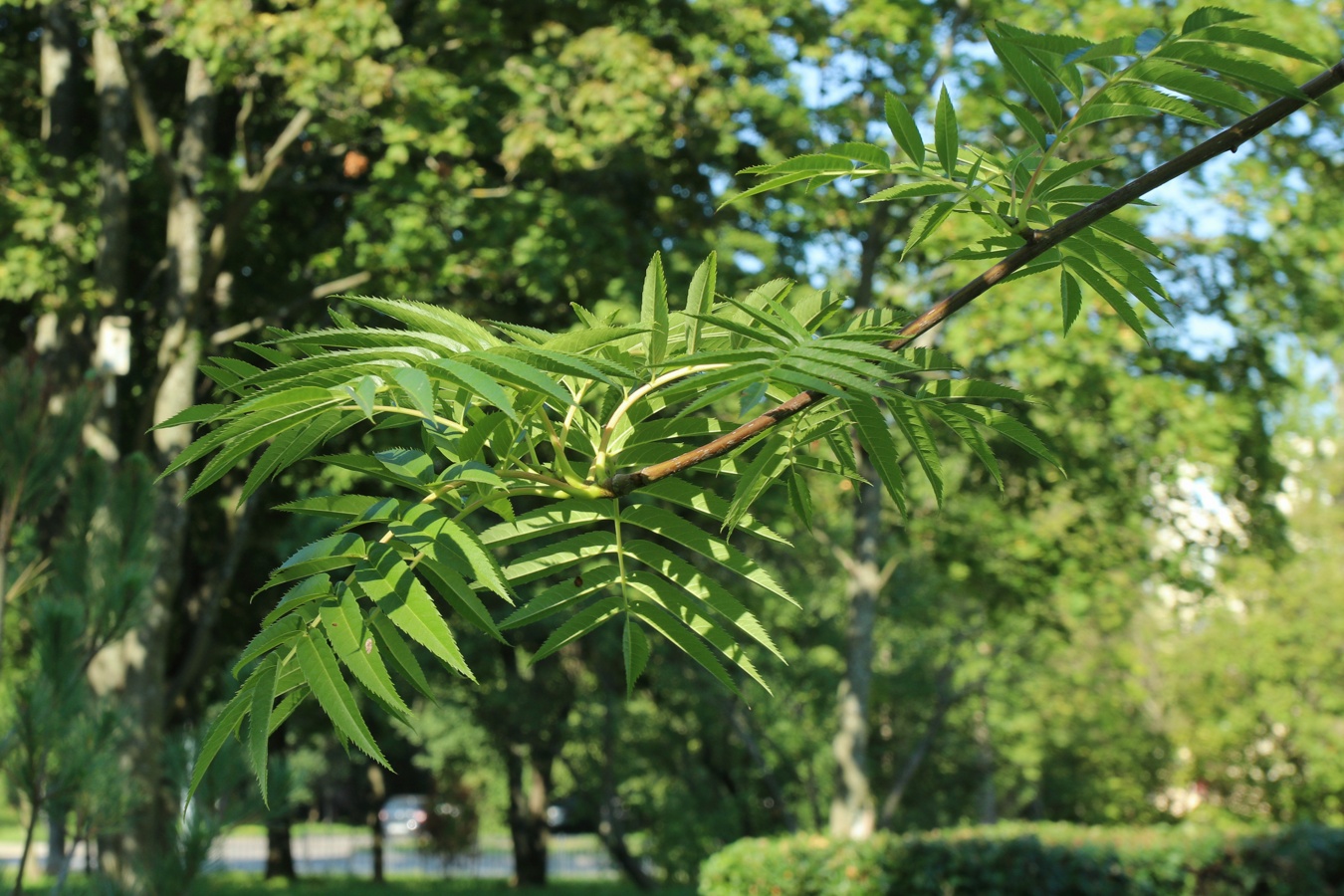 Image of genus Sorbus specimen.