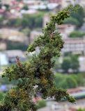 Cupressus sempervirens