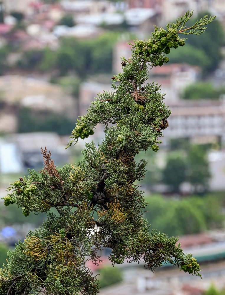 Image of Cupressus sempervirens specimen.